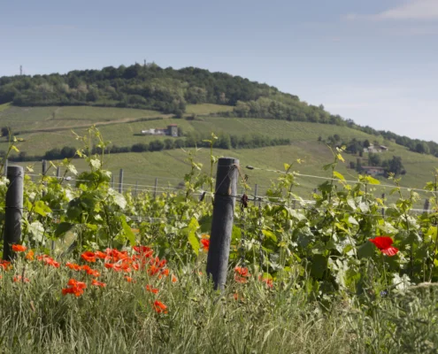 Mont Brouilly vignes et fleurs