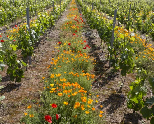 Biodiversité fleurs