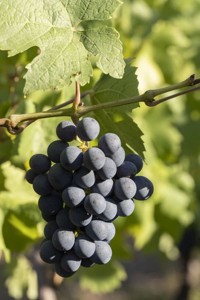 Raisin Gamay